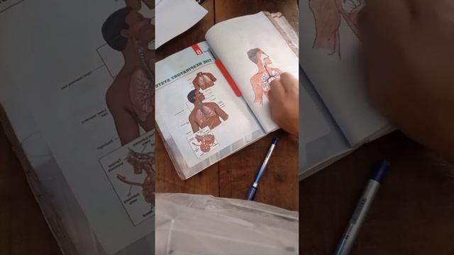 HUMAN ANATOMY SKETCH VOL.1 смотреть онлайн