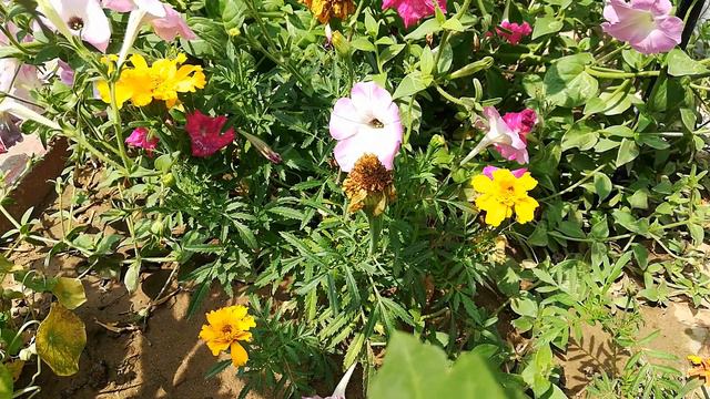 Lemon gem marigold смотреть онлайн