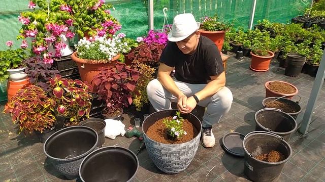 Грядки в шляпе готовим большие горшки к посадке. смотреть онлайн