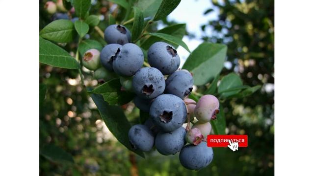 Сорт голубики садовой «Ханнаc Чойс» смотреть онлайн