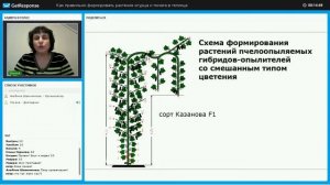 Формирование пчелоопыляемых огурцов - часть 2