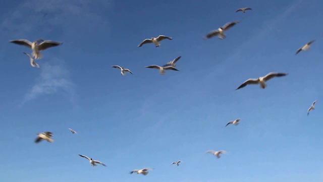 стая чаек смотреть онлайн