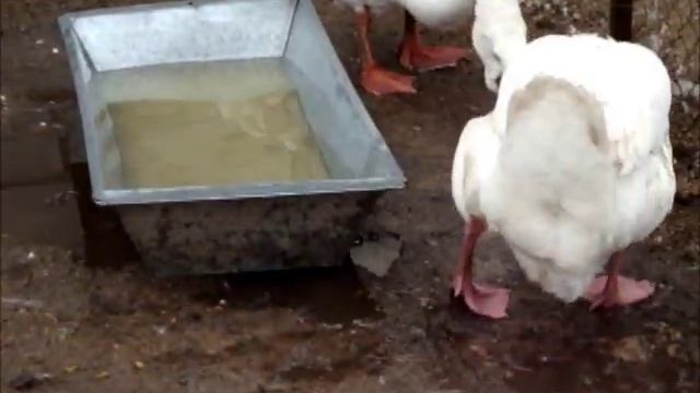 Холмогоры. Гуси. смотреть онлайн