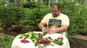 Популярные сорта вишни. Удачные заметки