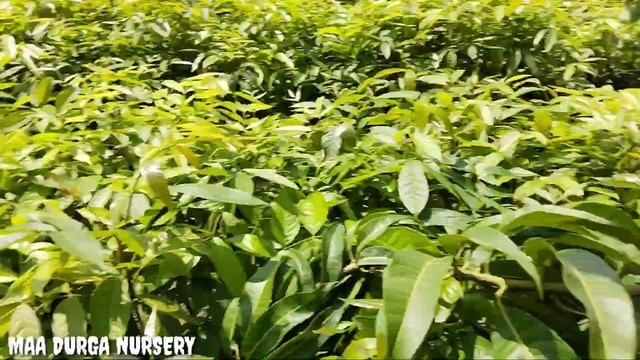 Sindhu mango plants all over India online delivery avabale whatapp no9144120393 смотреть онлайн