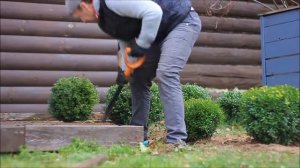 пересадка самшита