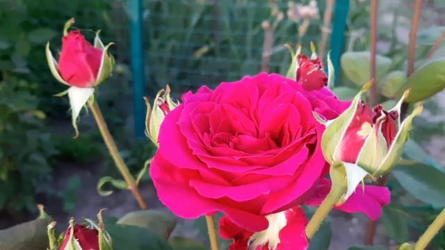 НОВЫЙ ПРОЕКТ.ПЕТУНИЕВАЯ АЛЛЕЯ. ПЛАНЫ НА ОБНОВЛЕНИЯ ЗОНЫ ВДОЛЬ ДОРОЖКИ. ЦВЕТЕНИЕ РОЗ А ИЮНЕ. смотреть онлайн