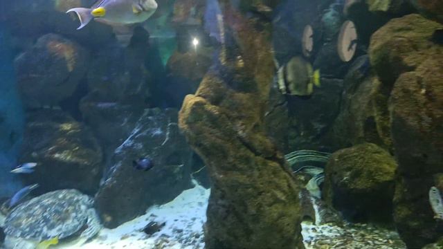 Аквариум в Севастополе до печальных последствий шторма смотреть онлайн