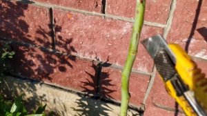 Штамбовая роза своими руками. Прививка почки на штамб шиповника.