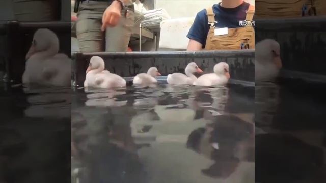 Птенцы фламинго, первый урок плавания #Shorts смотреть онлайн