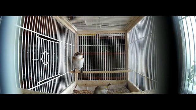 Мои Птицы Зеленушка и Пуночка Утро! смотреть онлайн