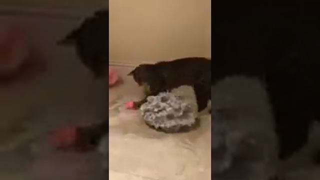 Кошка Лапка смотреть онлайн