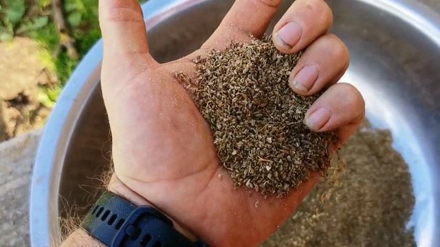 Зачем Голландские СЕМЕНА покрывают разноцветной краской! А свои семена всегда лучше! смотреть онлайн