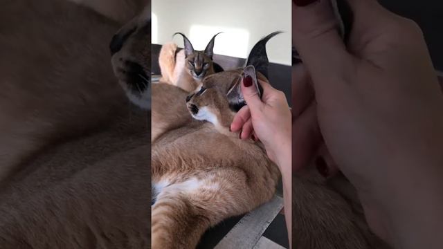 Милые котята Каракала смотреть онлайн