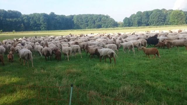 Стадо баранов, Германия смотреть онлайн