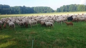 Стадо баранов, Германия