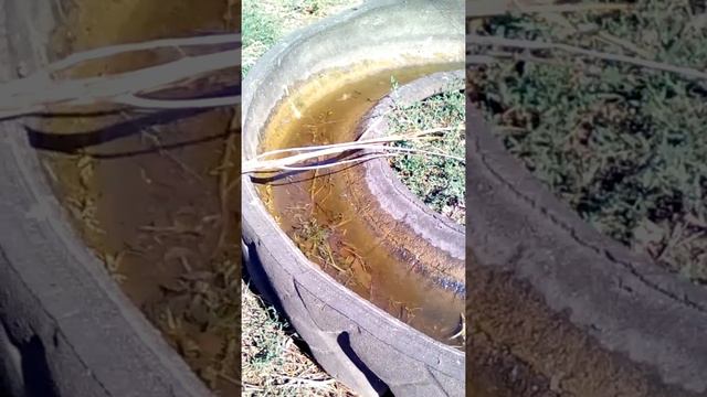 Водопой. Осы. Жара. Лето. Кусочек жизни комашек. смотреть онлайн