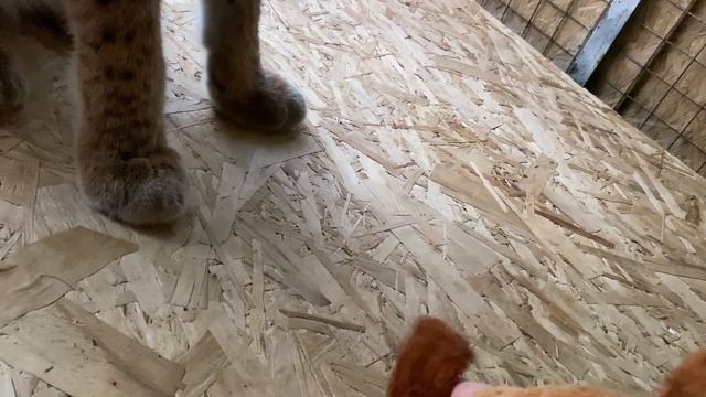 Рысиные игры с халатом!😸 смотреть онлайн