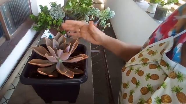 SUCULENTA ECHEVERIA GRAPTOVERIA FRED IVES