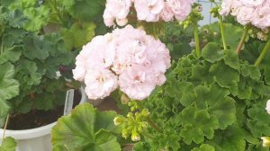 ЮВ Белая Магия