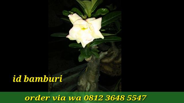 Adenium id pet mon kon,red sugar,black dragon,bamburi,petit green varigata смотреть онлайн