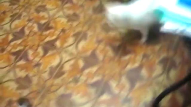 R2P "Мышка воблер" игрушка для кошек смотреть онлайн