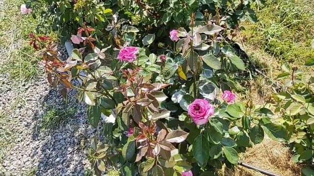 Необычные темные розы пурпурного цвета (2023г): Янг Лисидас, Тьерри Маркс, Графиня фон Харденберг смотреть онлайн