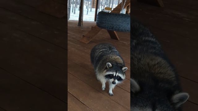 Наши милые еноты #ревун #отдыхнаприроде #животные смотреть онлайн