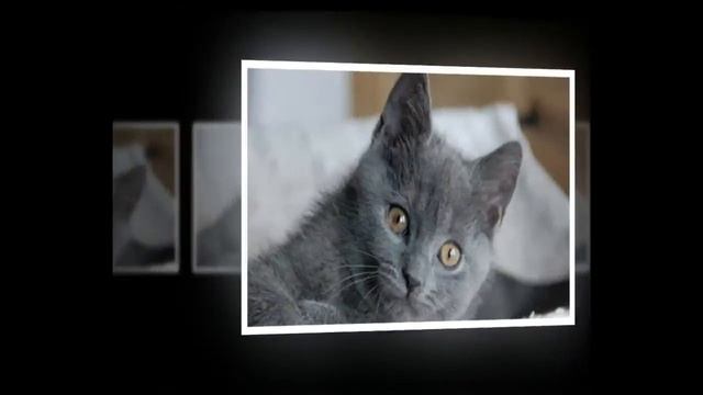 Шартрез - Котята Медвежата, Породы кошек смотреть онлайн