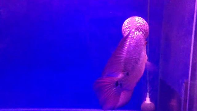 Vietnam Kamfa - Recola смотреть онлайн