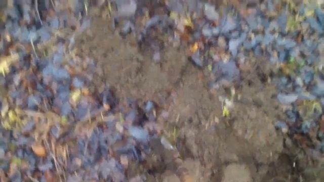 .С Новым годом!Выбрался в лес перед снегом. смотреть онлайн