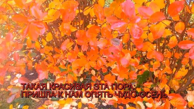 Колпинцы-грабли Вам в руки)) смотреть онлайн