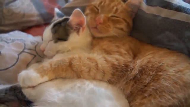 Кошки засыпают обнявшись