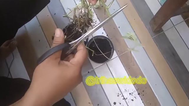Cara Memperbanyak Epipremnum Aureum Marble Queen | Tanaman hias смотреть онлайн