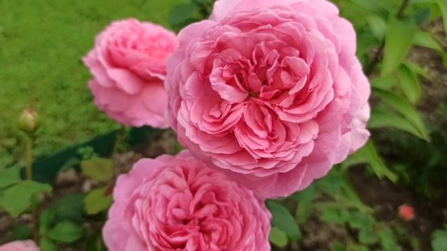 Розы Остина. Princess Alexandra of Kent (шраб). ?? смотреть онлайн