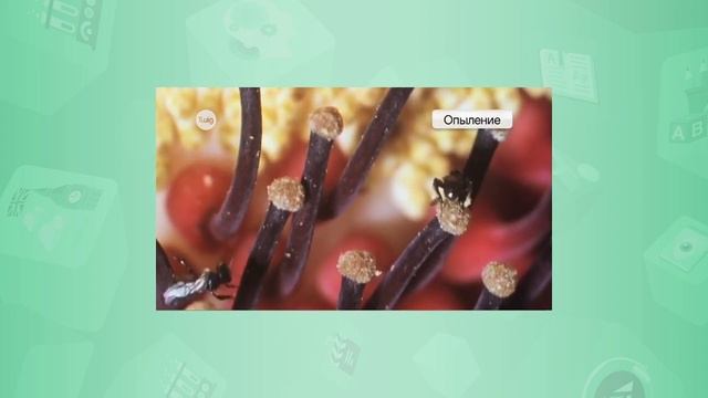 7 класс. Биология. Вегетативное размножение. 22.04.2020 смотреть онлайн