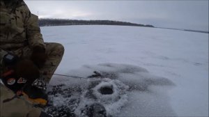 САМЫЙ ЛУЧШИЙ способ ловли ОКУНЯ СО ЛЬДА на вертикальный джиг и приманку Fishup Tanta.