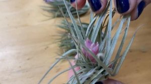 Тилландсия Коттон Кэнди - растение, которому уход не нужен { ну почти } атмосферная тиландсия