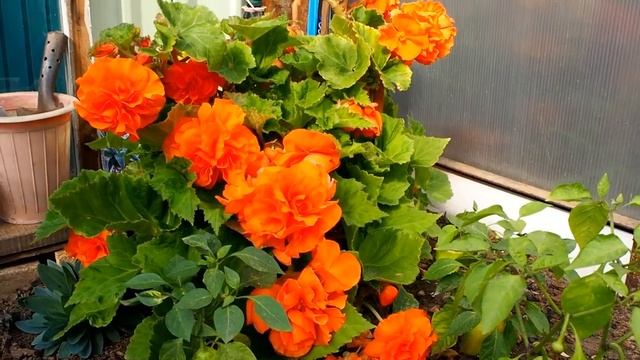 ПРОВОЛОЧНИК ОДОЛЕЛ. НА УЖИН ОВОЩНЫЕ ОЛАДЬИ смотреть онлайн