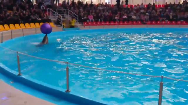 Донецкий дельфинарий Немо смотреть онлайн