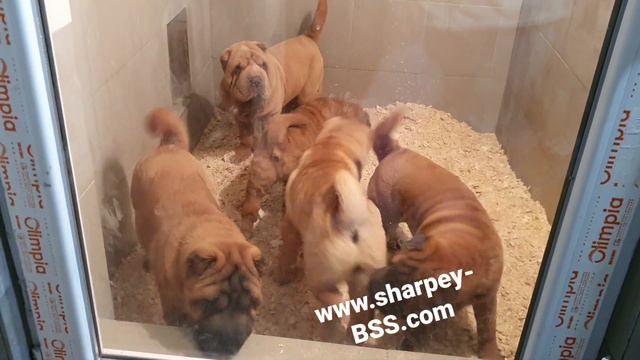 Puppy for sale смотреть онлайн