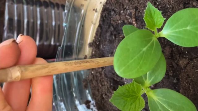 Огурцы от семечек до подвязки. Апрель-май. Огород на балконе смотреть онлайн