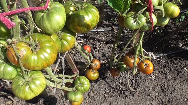 ТОМАТ ПОЛОСАТЫЙ ШОКОЛАД. ОБЗОР. Ольга чернова. смотреть онлайн