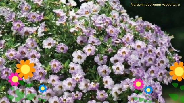 Калибрахоа обыкновенная Лавандер Сорбет. Краткий обзор, описание calibrachoa Lavender Sorbet смотреть онлайн