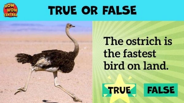TRUE or FALSE Quiz - Animals True or False Quiz - Animals Knowledge Trivia Questions | PARTY GAMES