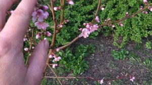 Цветение инжирного персика Сатурн. Как перезимовал персик. Обрезка персика. peach saturn. 桃子土星