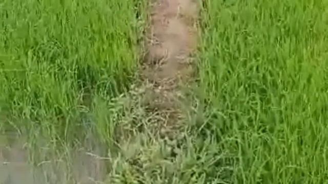 paggawa ng #pigtas/bund?? смотреть онлайн