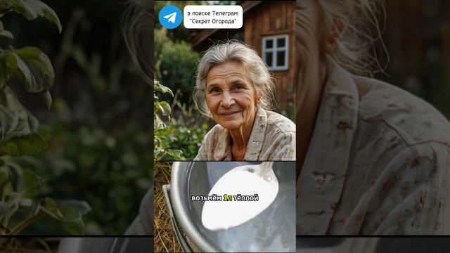 Не поверите пока не проверите! Зелёные огурцы в августе #секретогорода #дачныесоветы #урожай #огурцы