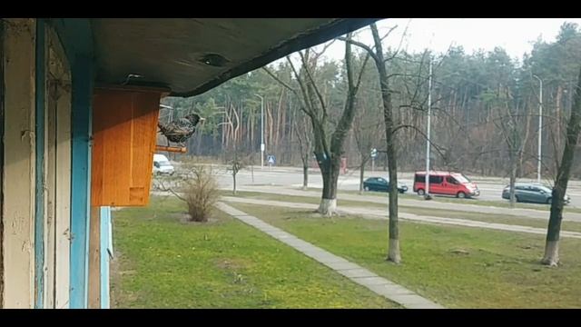 СВОРЦЫ прилетели (25.03.2020)