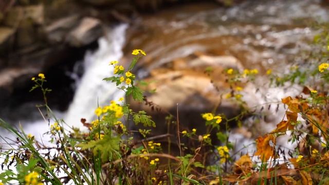 Медитация на подъём жизненной энергии #жизненнаяэнергия#жизньврадость #медитациянаочищениеотнегатив смотреть онлайн